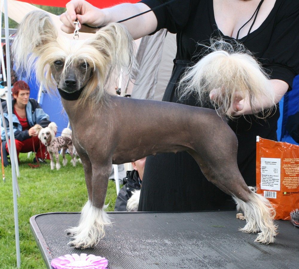 Showcrest's Burn The Witch