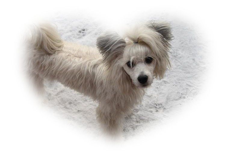 Showcrest's Burn To Be Wild