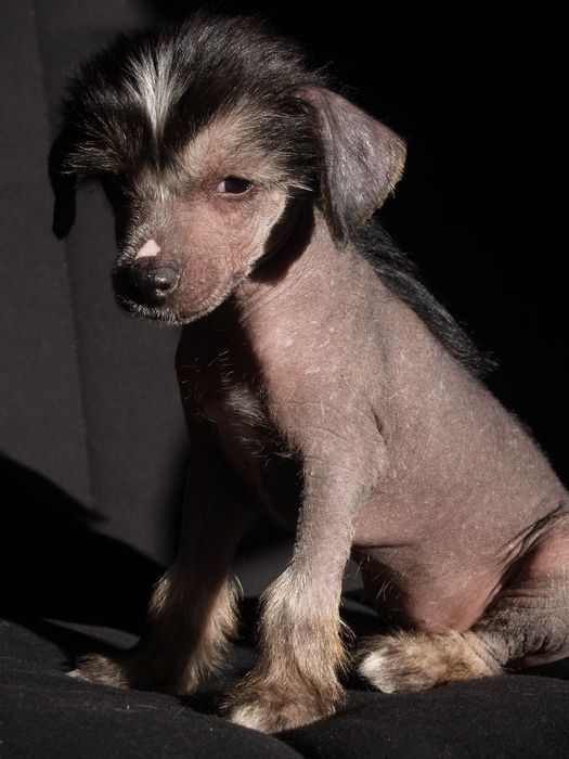 Brenda Divoky tymian