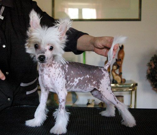 Oriental Jokes Cayenne