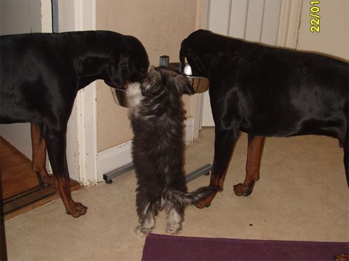 Väråsen Here Comes The Night