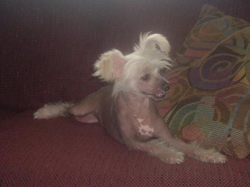 Dainty Little Plum Fairy 