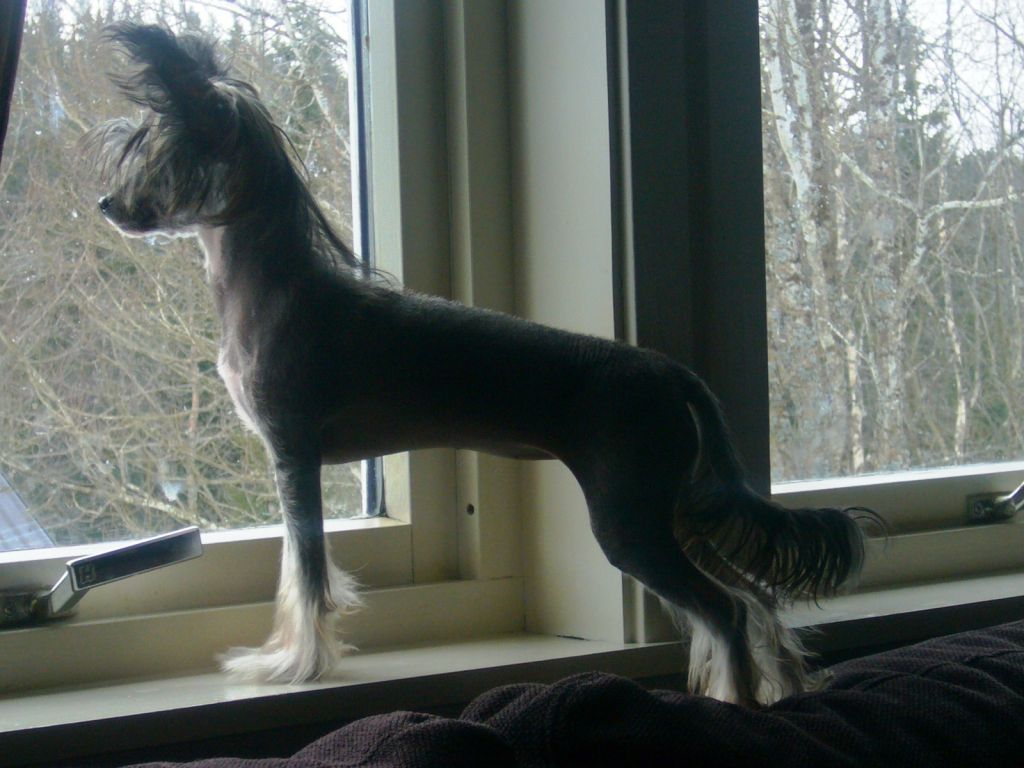  Artic tundras Cat De Lux