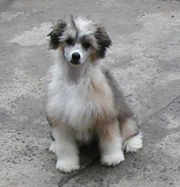 Gentle Top Model De Rama