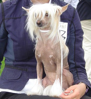 Bur-mari-and'i north lady star