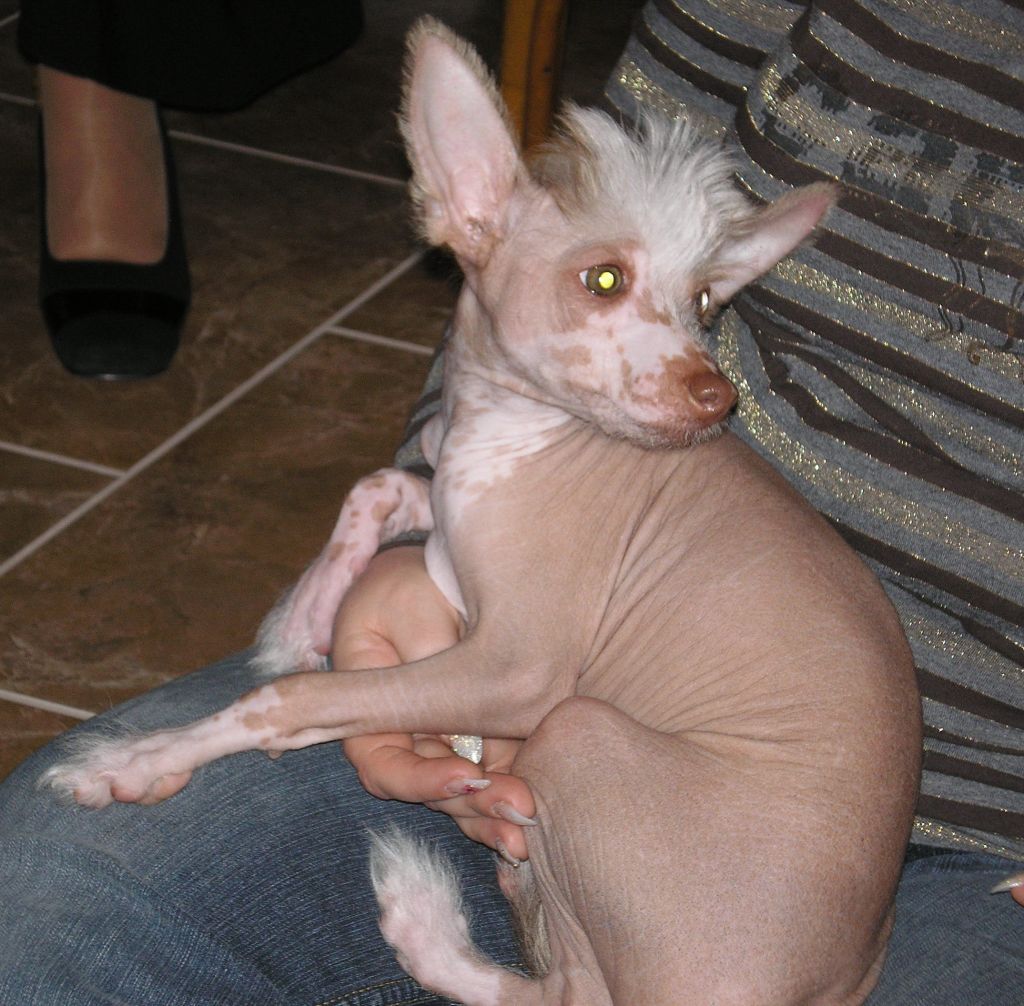 Amor Little Boy of Pinky Punkies