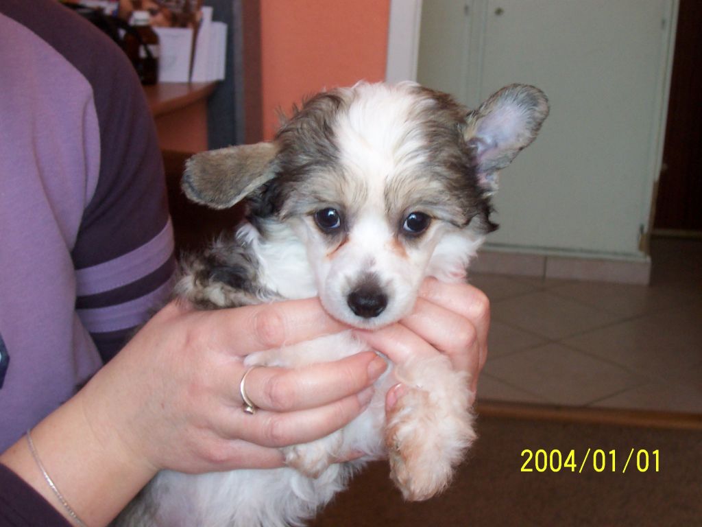 Amadeus Piano of Pinky Punkies