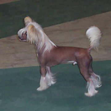 Hampshire Gold Fleck In Cham