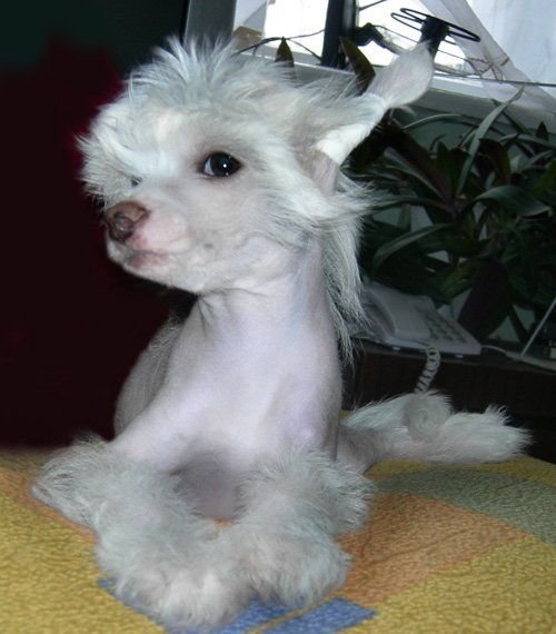 Rus Foreva  Lui Lusso for Minodora