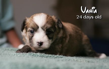 Nirvana Della Castafiore