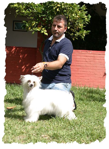 CH. Supertramp Della Castafiore