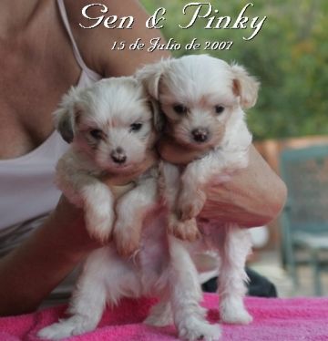 Genesis Della Castafiore