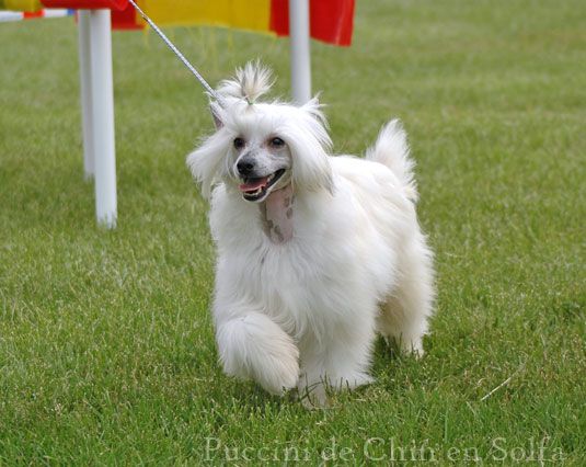 Puccini de Chin en Solfa
