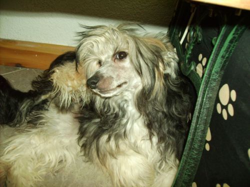 Medison Super Ciapki