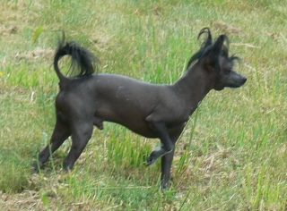 Pescatores Starwars Yoda