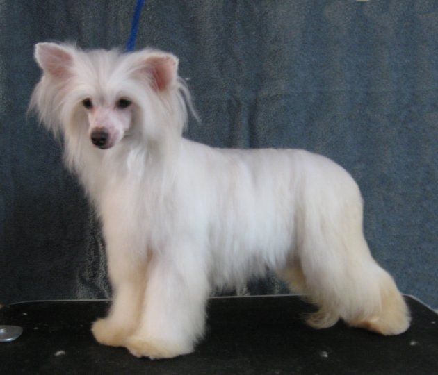 Doucai's Global Affair Gardine