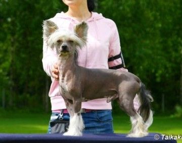 Candy Queen's Careless Whisper