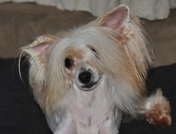 Oriental Jokes Chunkie