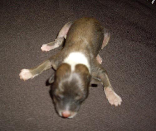 Oriental jokes Cartoon Disney