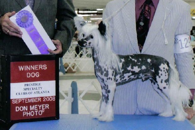 Gracieux Star Attraction