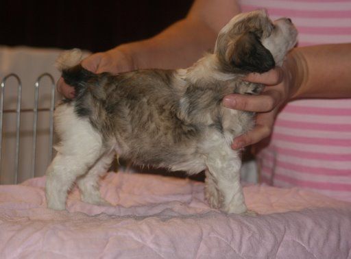 Zhannel's Masquerade