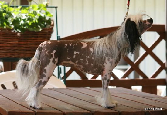 Estrella from Angels Fundation