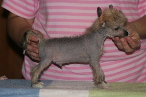 Zhannel's Michelangelo