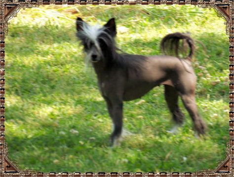 Woodcrest Dark Desire