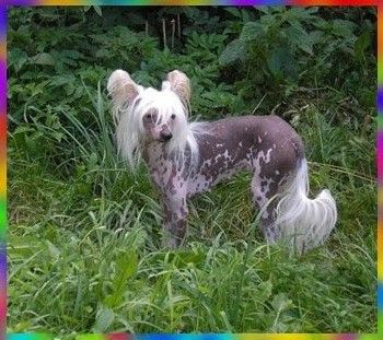 Chaina Dzhedai Monpasie