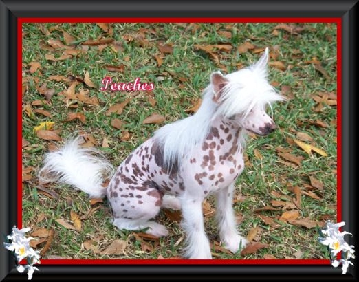 Woodcrest Vision In Pink