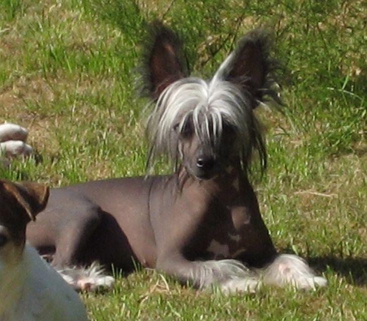 Be My Dog's Grinning Soul