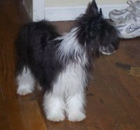 Obie's Final Sumation