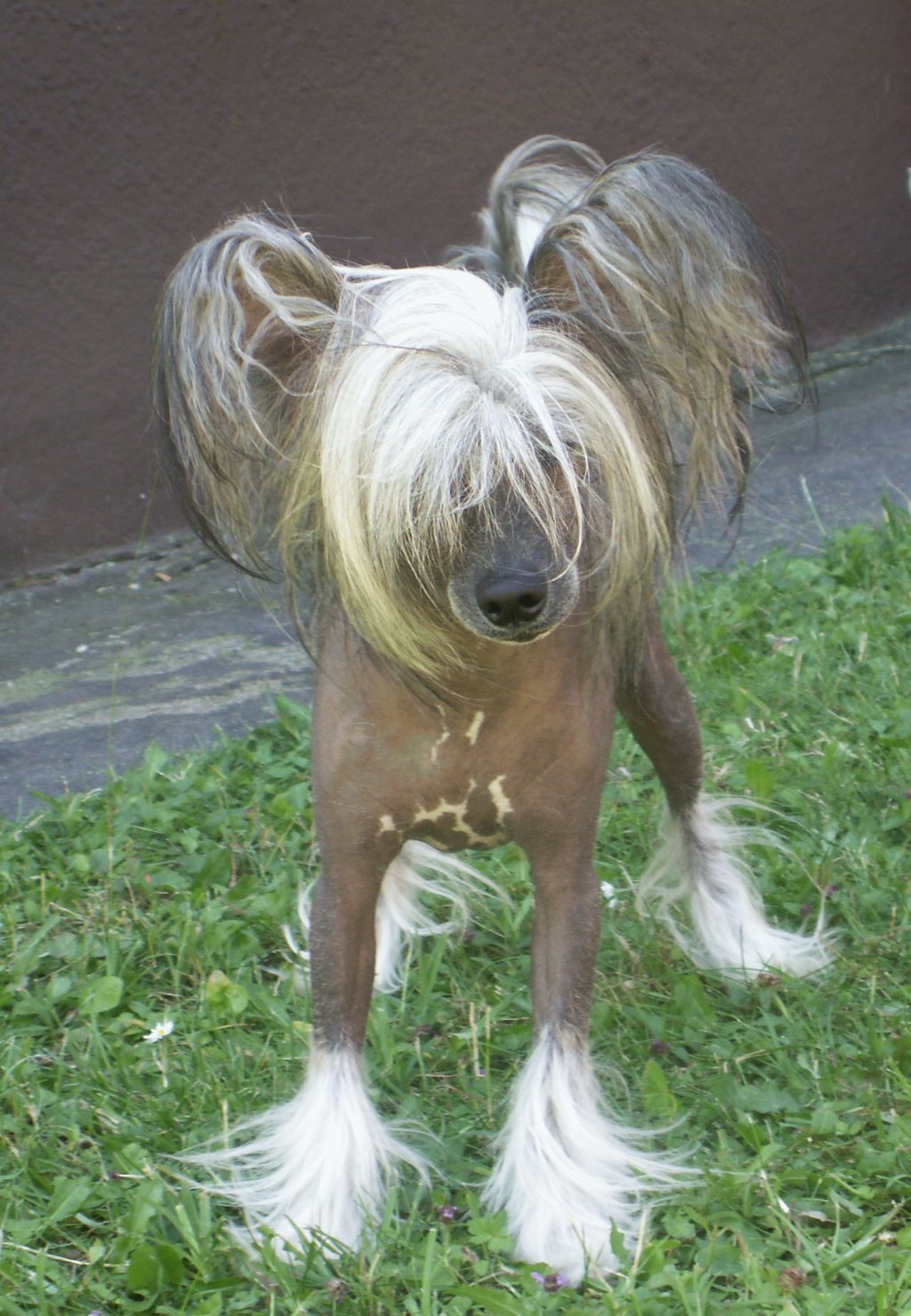 Gigolo King Eve - Bler