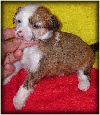 Haikiki Easy Eve - Bler