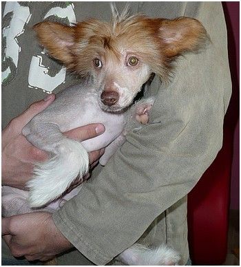 Harry Rebel Eve-Bler