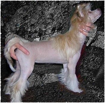 Harley Diamond Eve-Bler