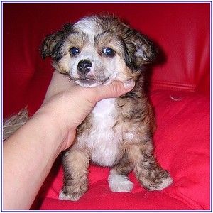 Chici Boy Eve - Bler