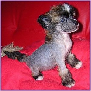 Chiquita Black Eve - Bler