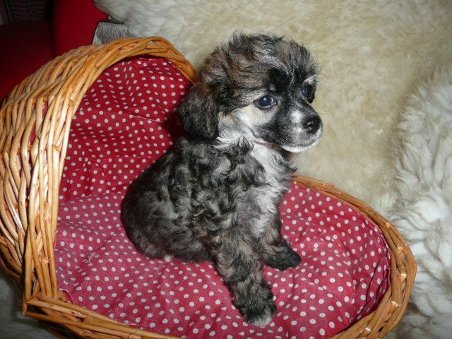 Iron Robbie Eve-Bler