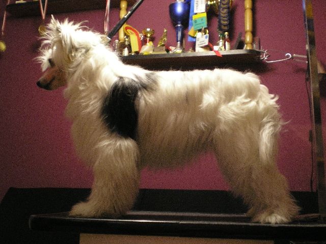 Sasquehanna ( FCI ) Salsa