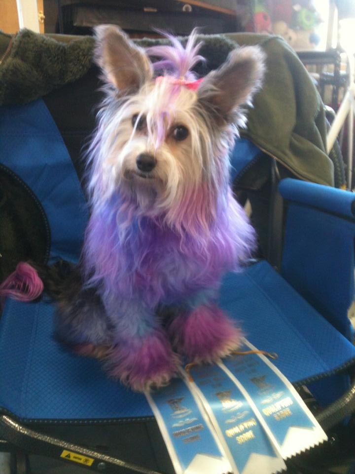 Gingery's Independence