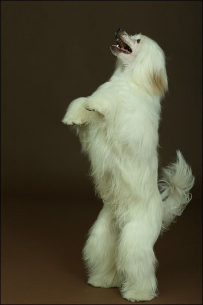 Mashama Mazi Rus Matu