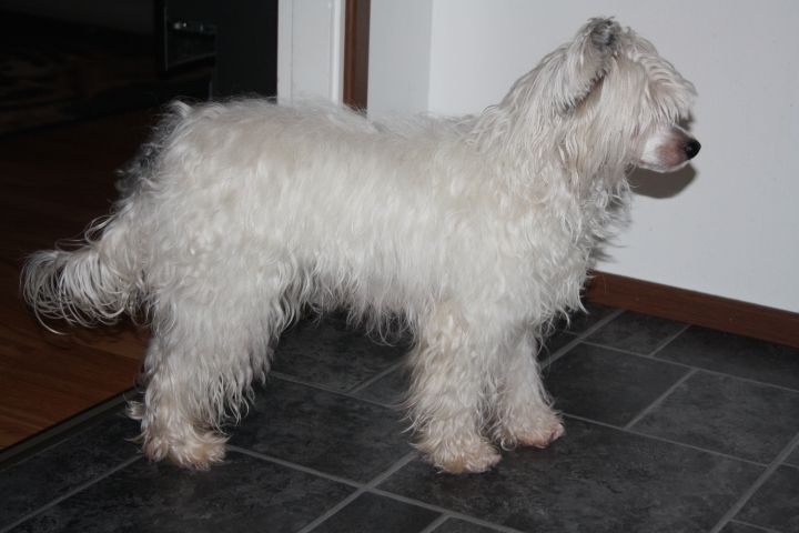 Mooncrest Windyn Her Hair