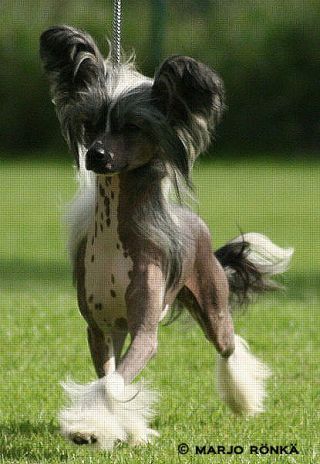 Sun-Hee's Special Edition