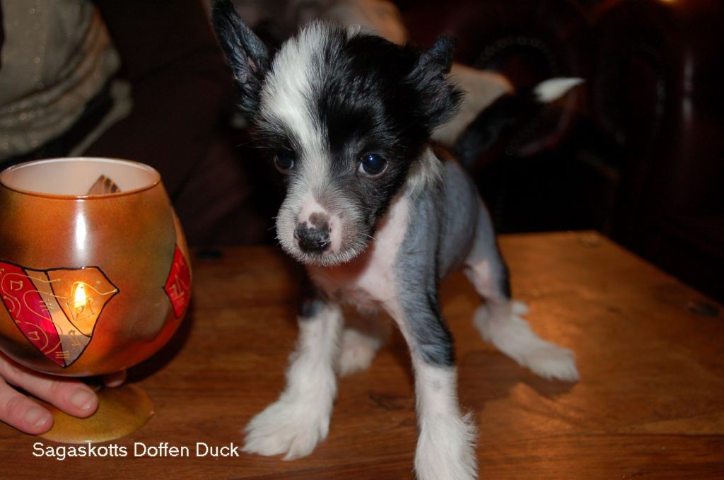 Sagaskotts Doffen Duck