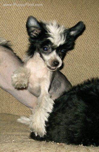 D'Nude's Second Time A Charm