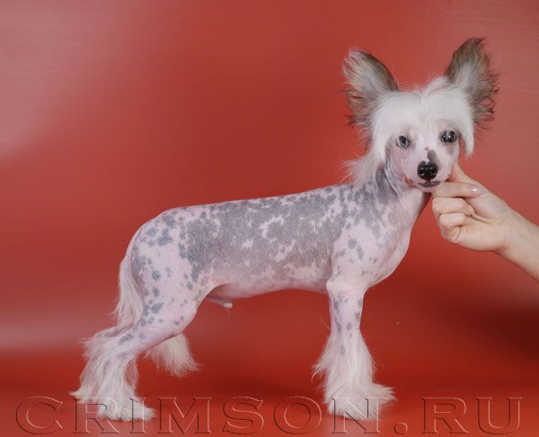 Rus Crimson Empaer Sorento