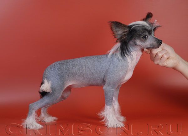 Rus Crimson Empaer Space Princess