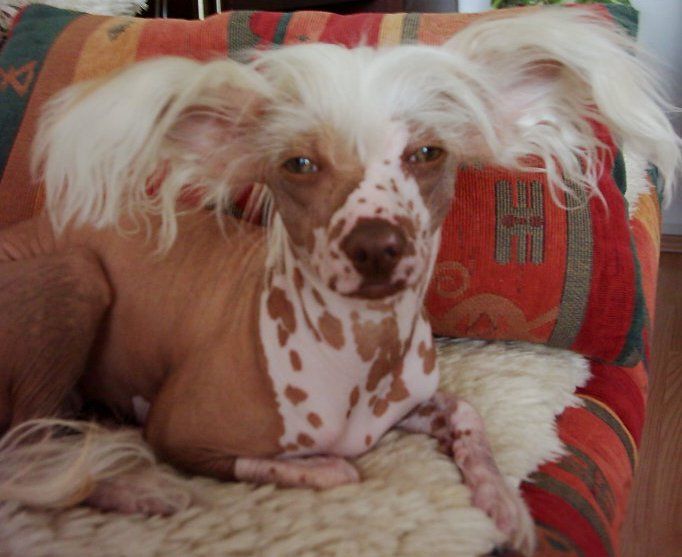 Happy Star Cherie Boheme