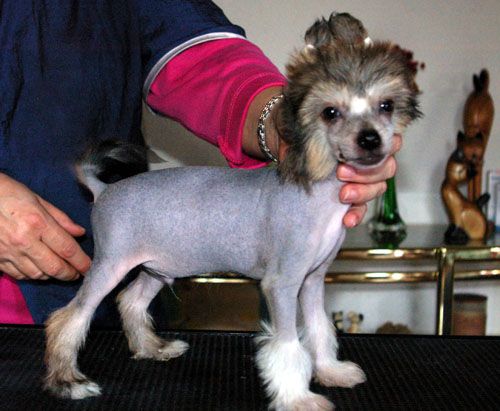 Oriental Jokes Dazzling Dollars